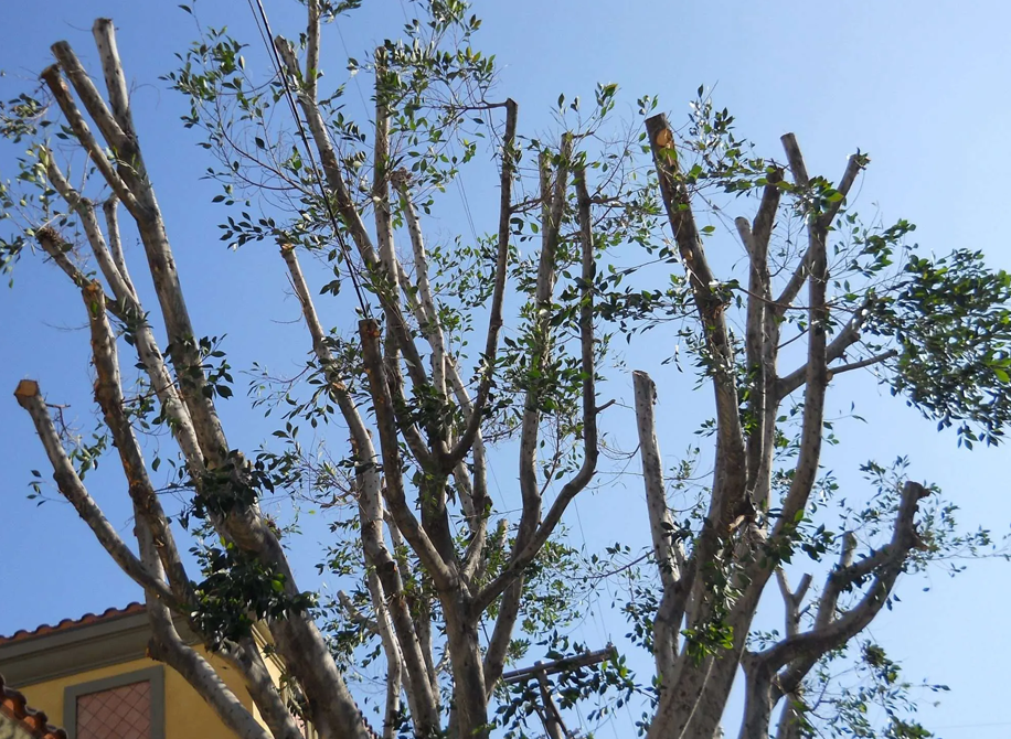 Tree Topping in Jacksonville, FL