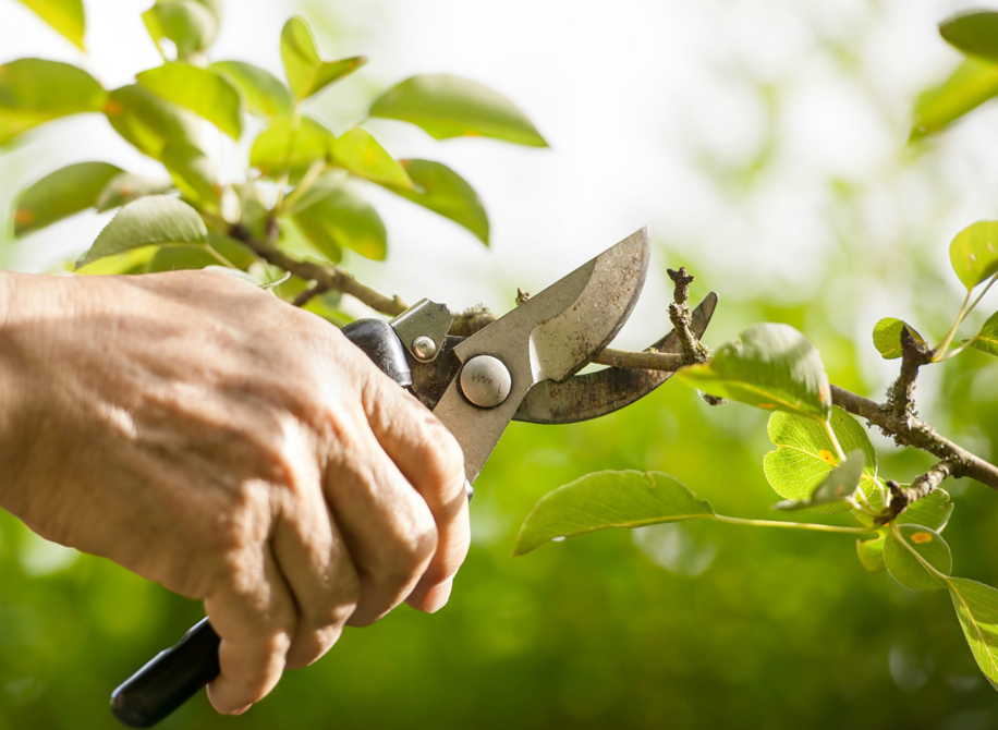 Tree Pruning Services in Jacksonville, FL