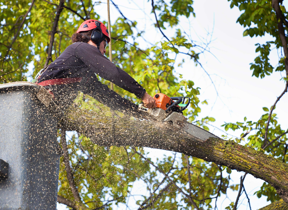 Tree Removal in Clay and Duval County, FL